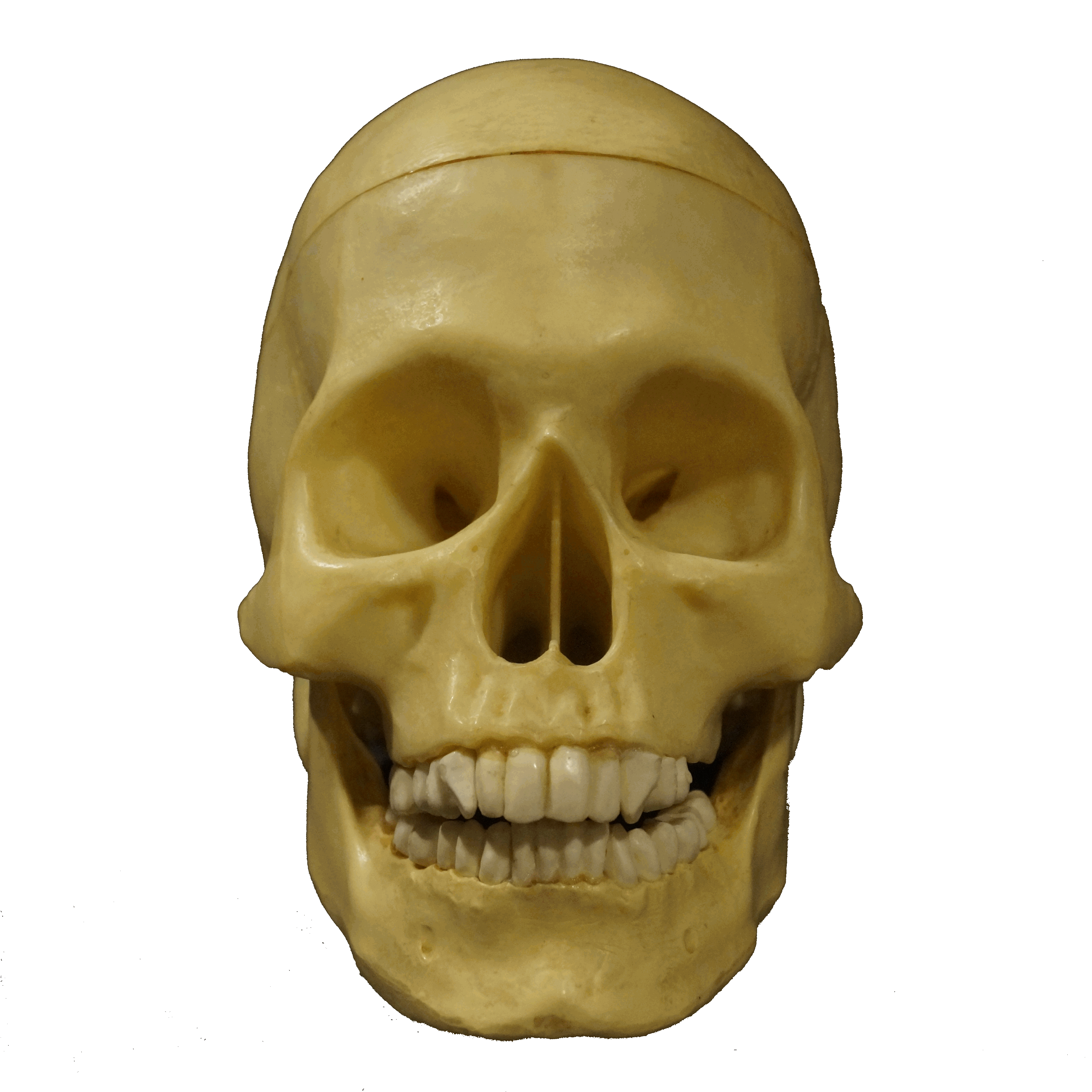 an animated gif of a yellowed anatomical plastic skull. their mouth is opening and closing!